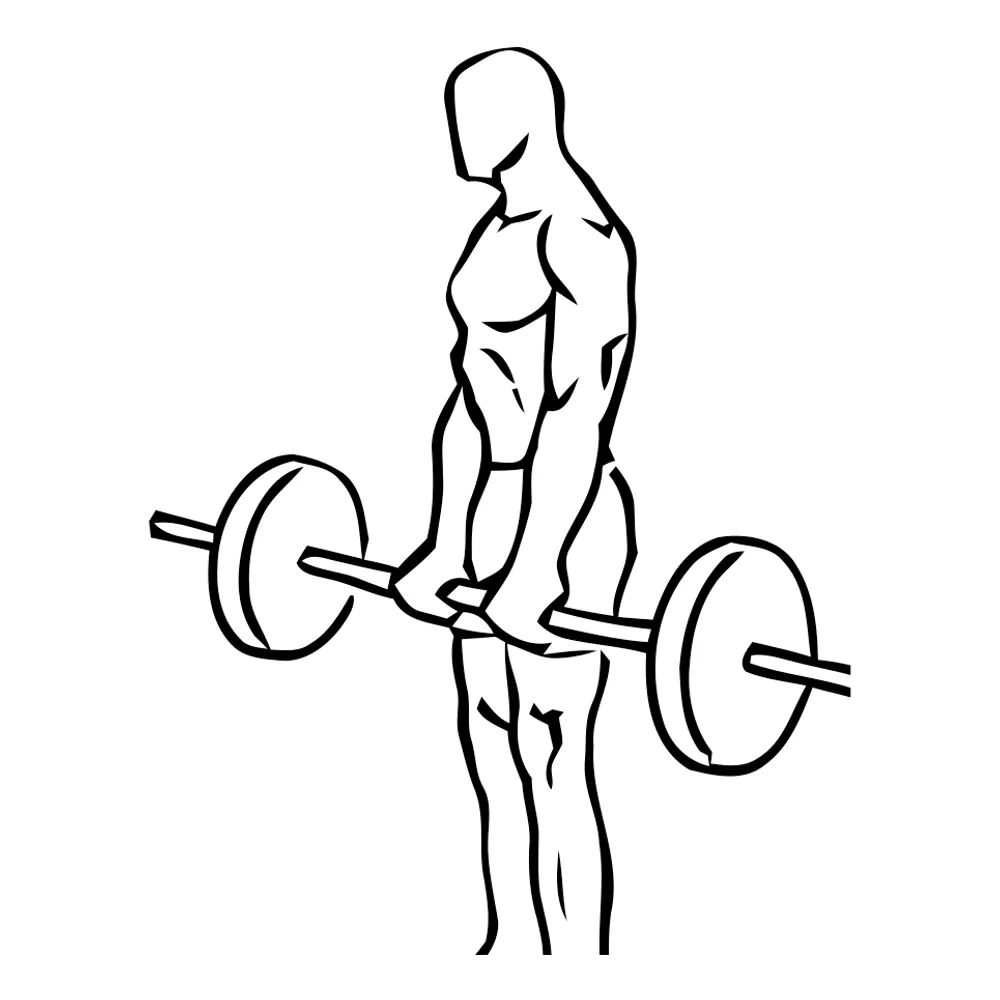 Barbell Dead Lifts