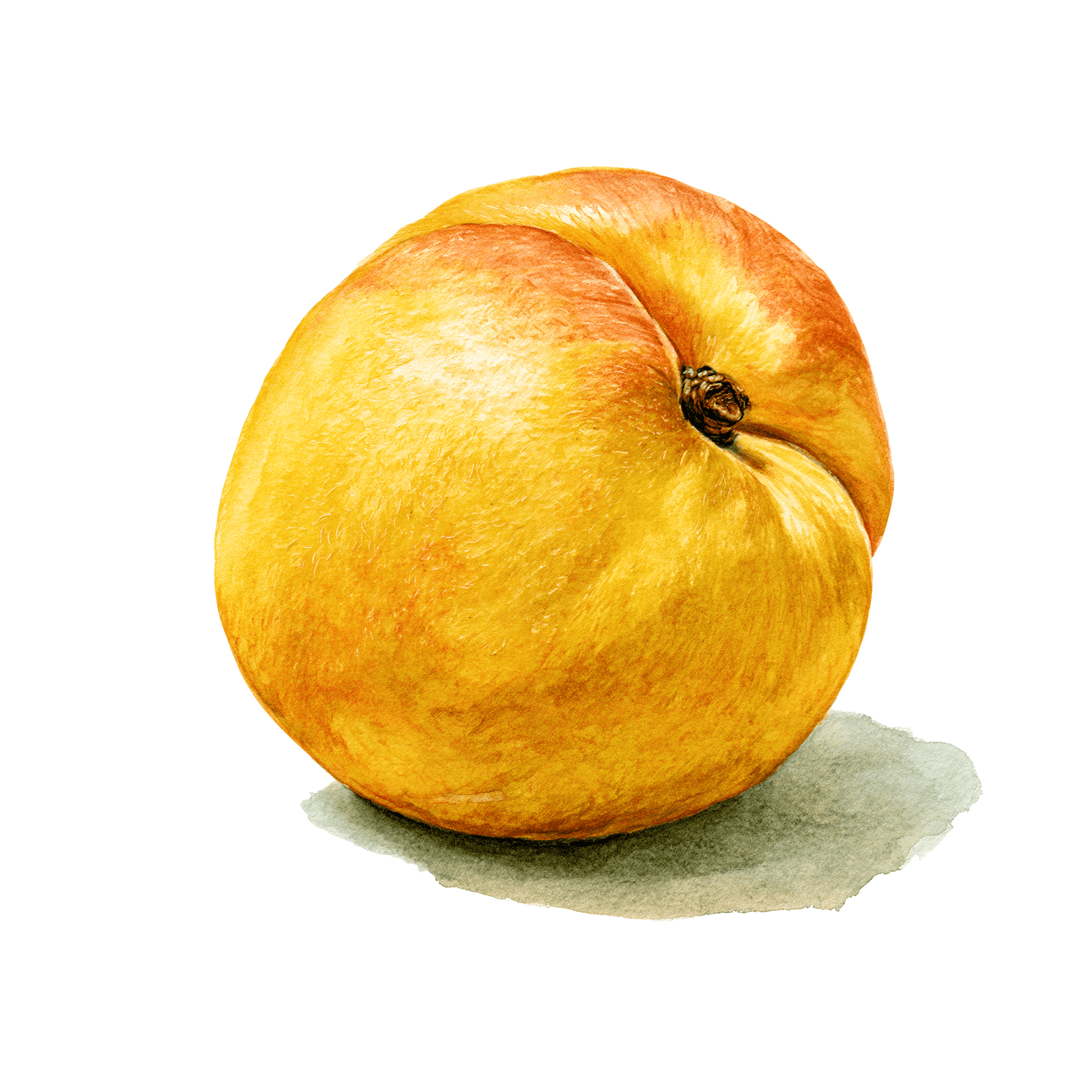 Apricot