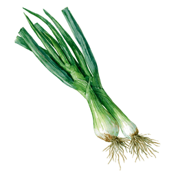 Green Onion