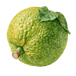 Breadfruit