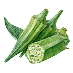Okra